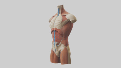 3D model Human Trunk Model VR / AR / low-poly