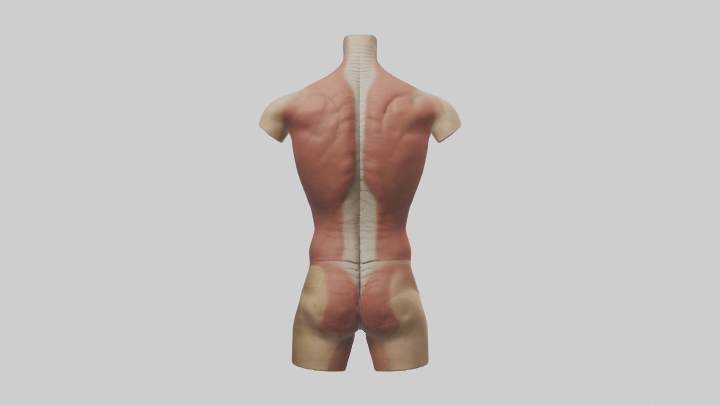 3D model Human Trunk Model VR / AR / low-poly