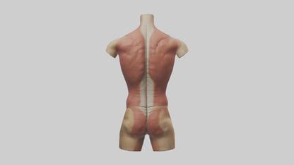 3D model Human Trunk Model VR / AR / low-poly