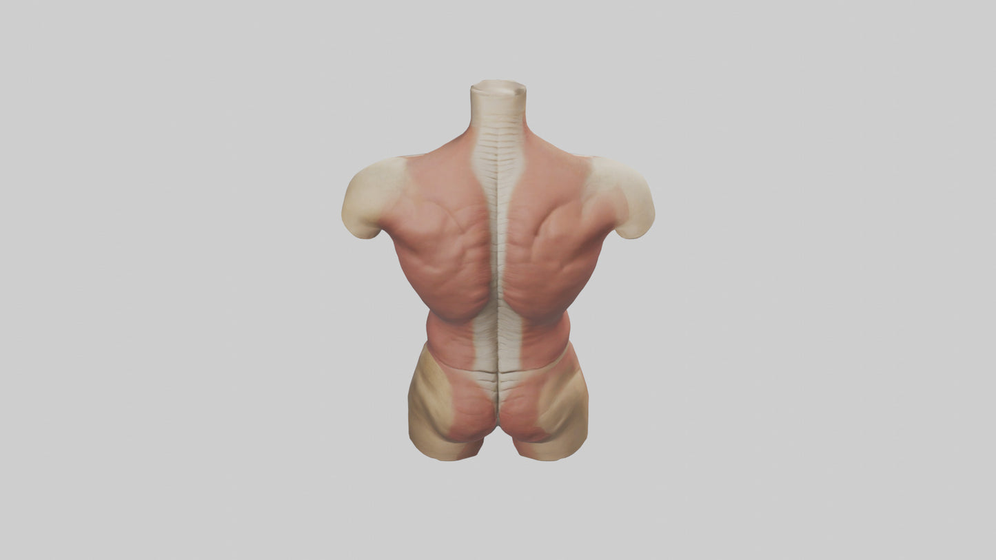 3D model Human Trunk Model VR / AR / low-poly