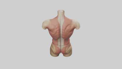 3D model Human Trunk Model VR / AR / low-poly