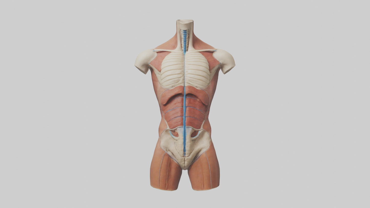 3D model Human Trunk Model VR / AR / low-poly