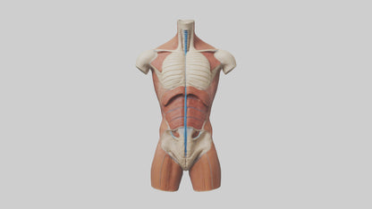3D model Human Trunk Model VR / AR / low-poly