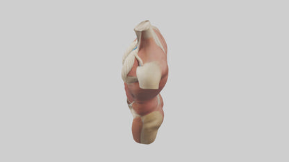 3D model Human Trunk Model VR / AR / low-poly
