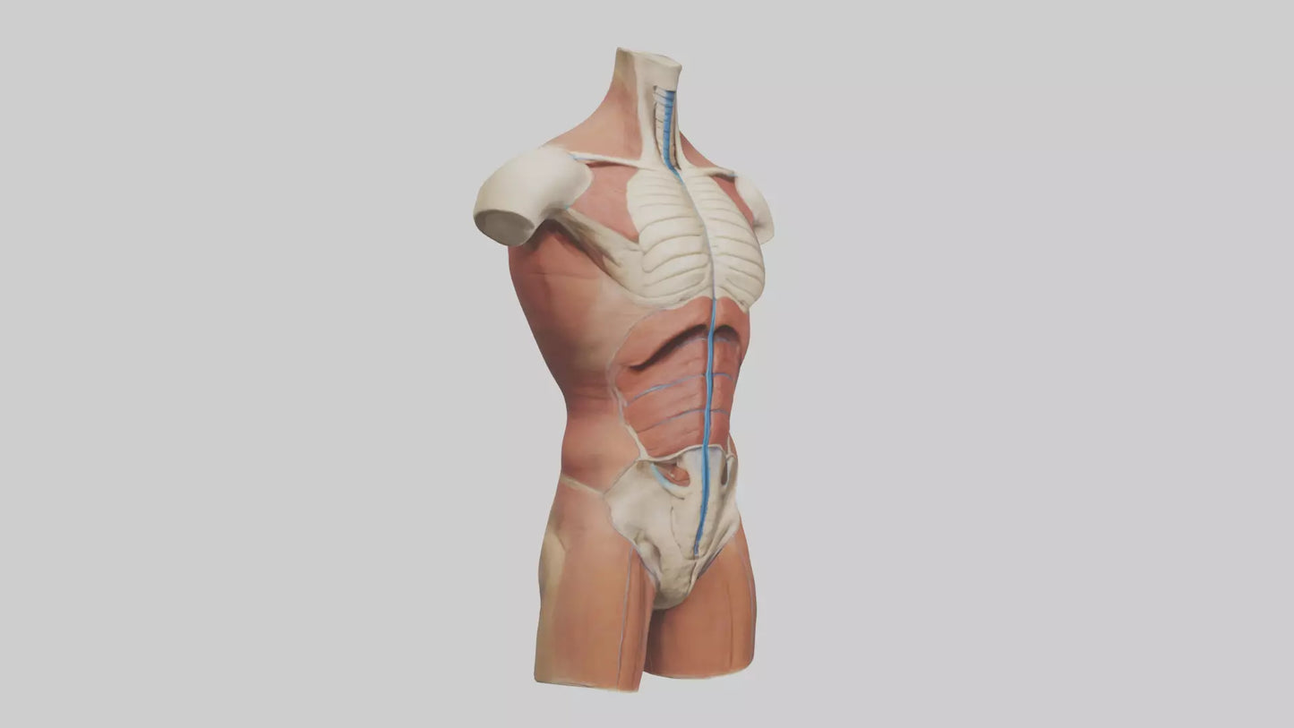 3D model Human Trunk Model VR / AR / low-poly
