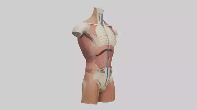 3D model Human Trunk Model VR / AR / low-poly