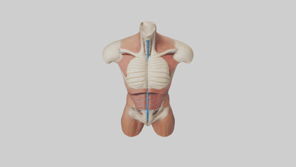3D model Human Trunk Model VR / AR / low-poly