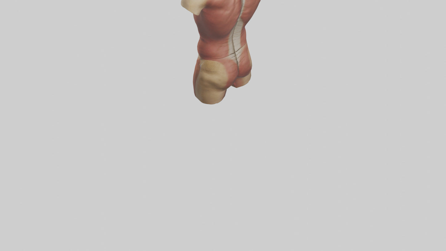 3D model Human Trunk Model VR / AR / low-poly