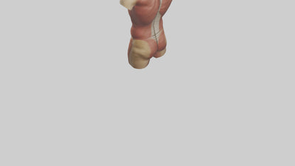 3D model Human Trunk Model VR / AR / low-poly