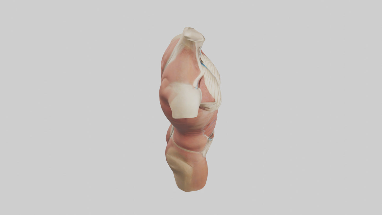 3D model Human Trunk Model VR / AR / low-poly