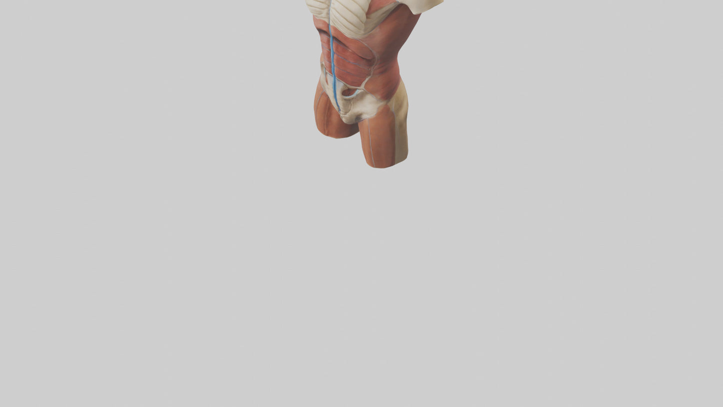 3D model Human Trunk Model VR / AR / low-poly