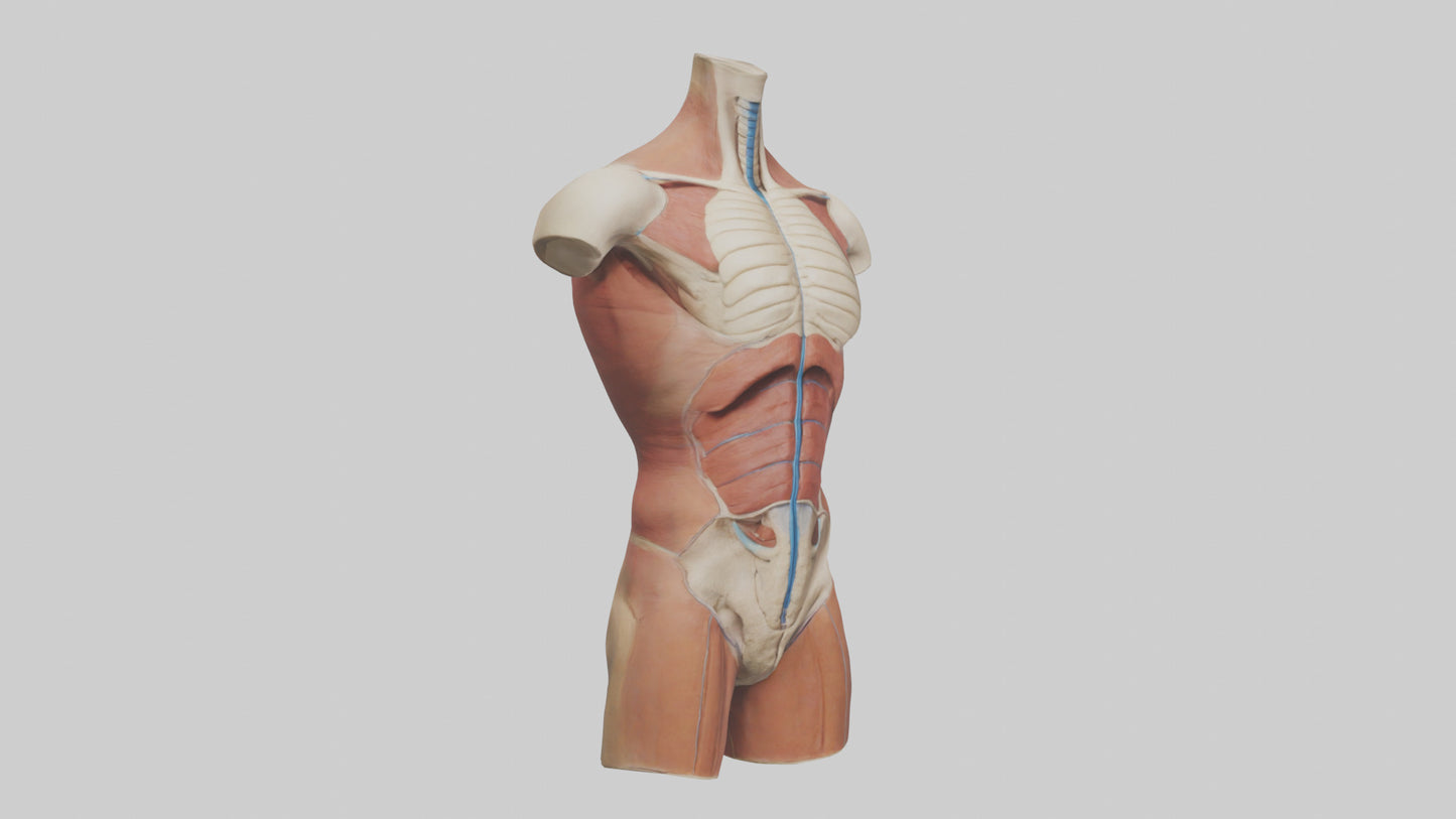 3D model Human Trunk Model VR / AR / low-poly