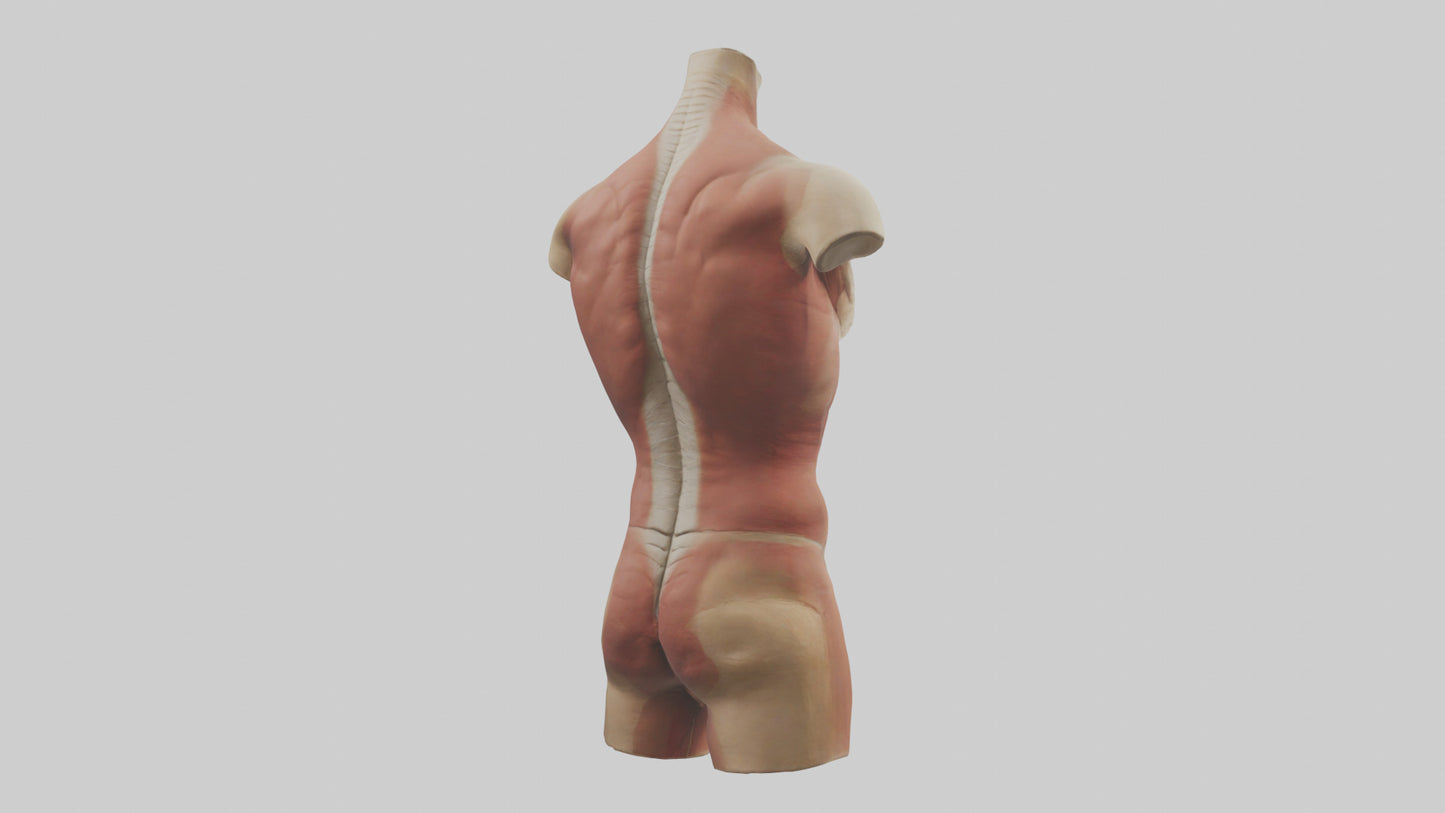 3D model Human Trunk Model VR / AR / low-poly