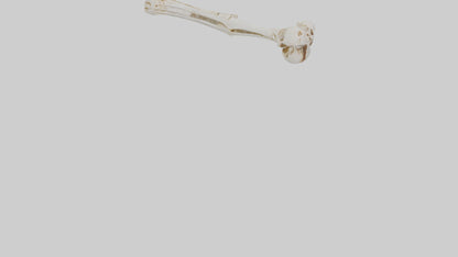 Human Ulna Skeleton model VR / AR / low-poly