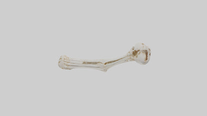 Human Ulna Skeleton model VR / AR / low-poly