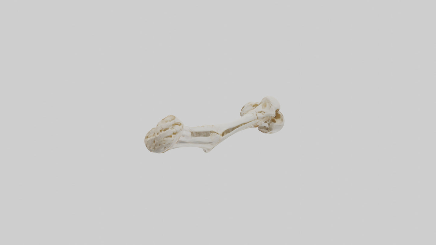 Human Ulna Skeleton model VR / AR / low-poly