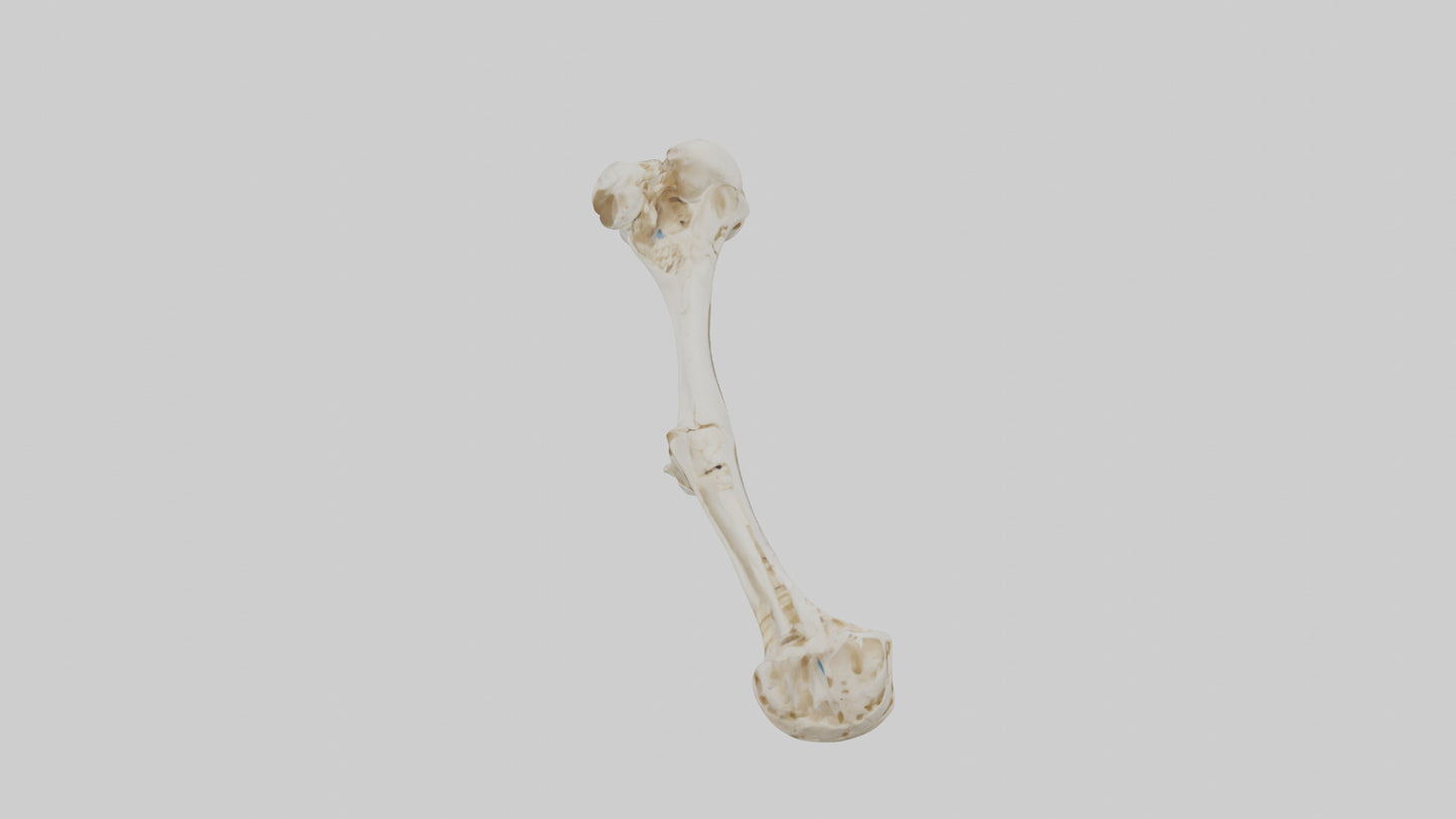 Human Ulna Skeleton model VR / AR / low-poly