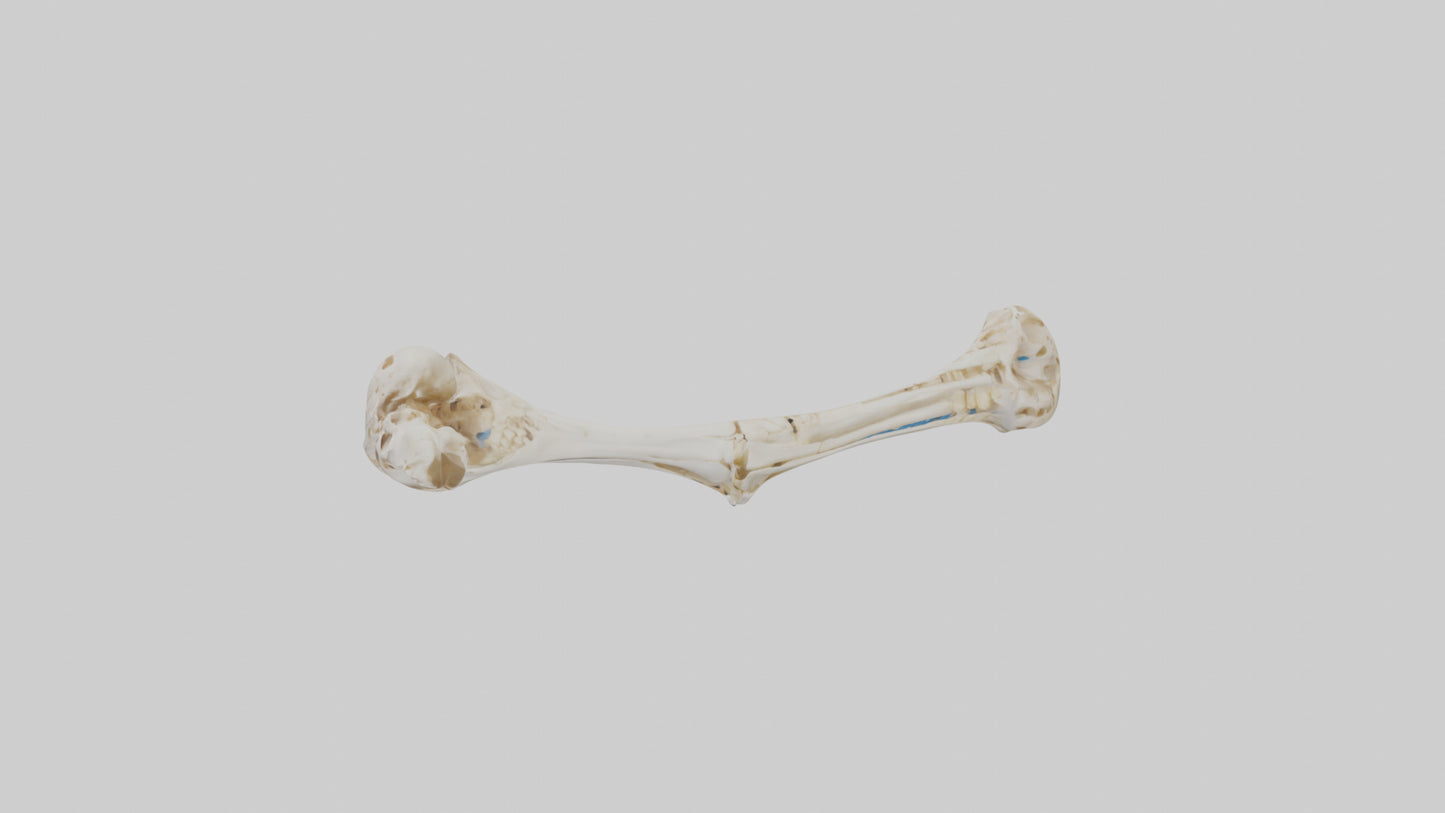 Human Ulna Skeleton model VR / AR / low-poly