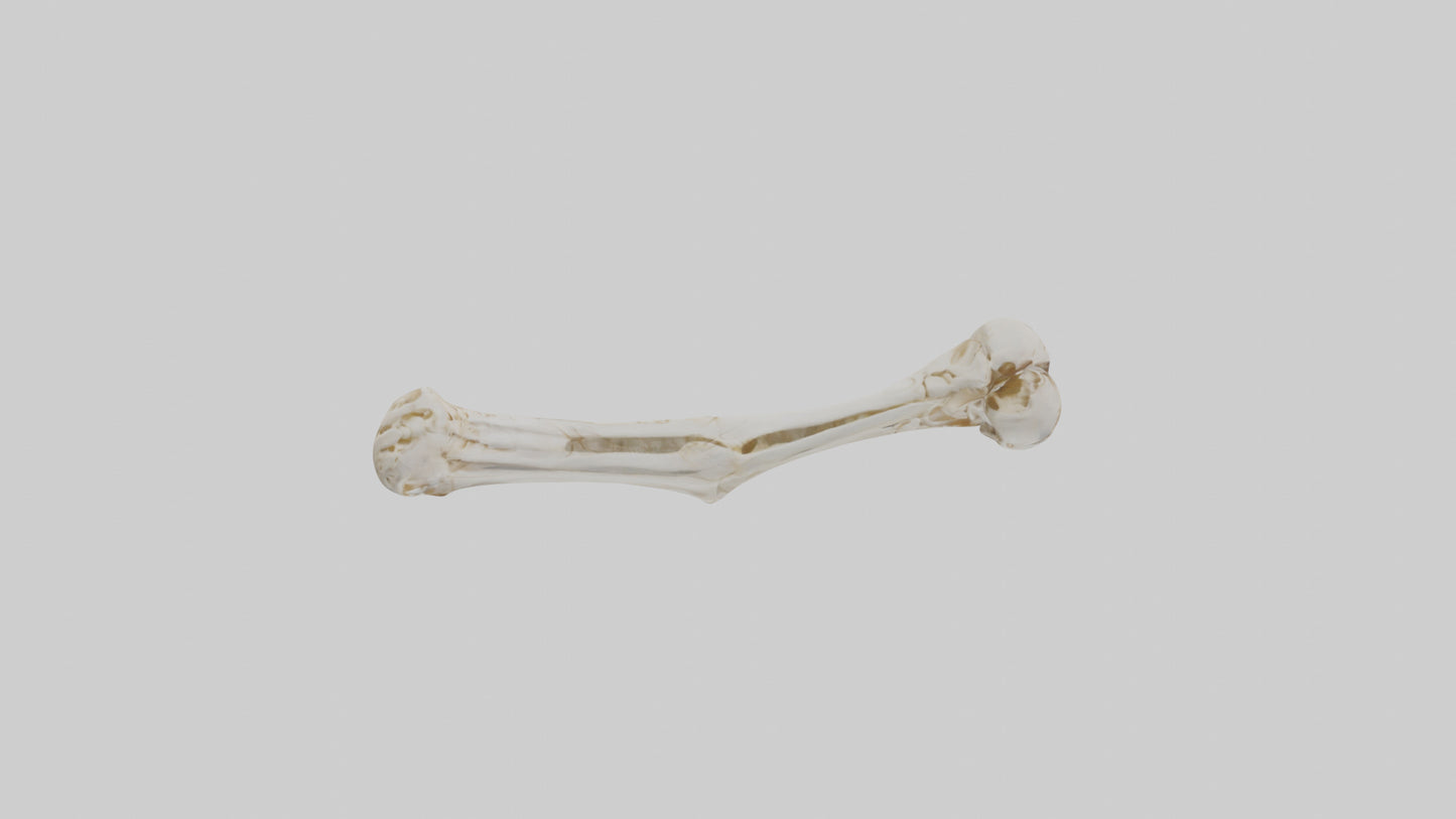 Human Ulna Skeleton model VR / AR / low-poly