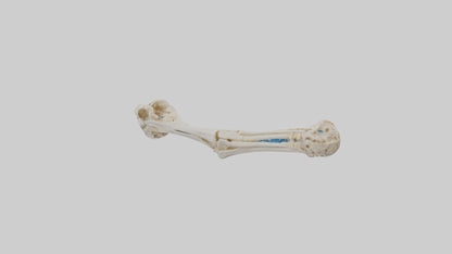 Human Ulna Skeleton model VR / AR / low-poly