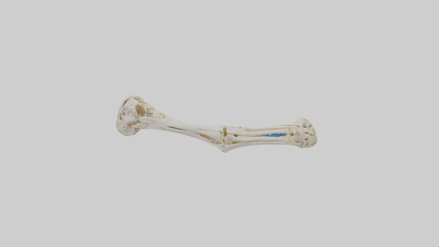Human Ulna Skeleton model VR / AR / low-poly