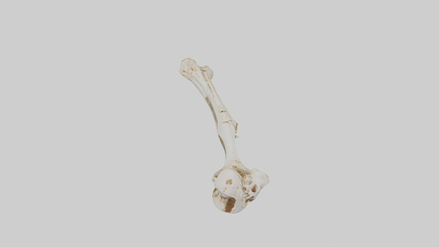 Human Ulna Skeleton model VR / AR / low-poly