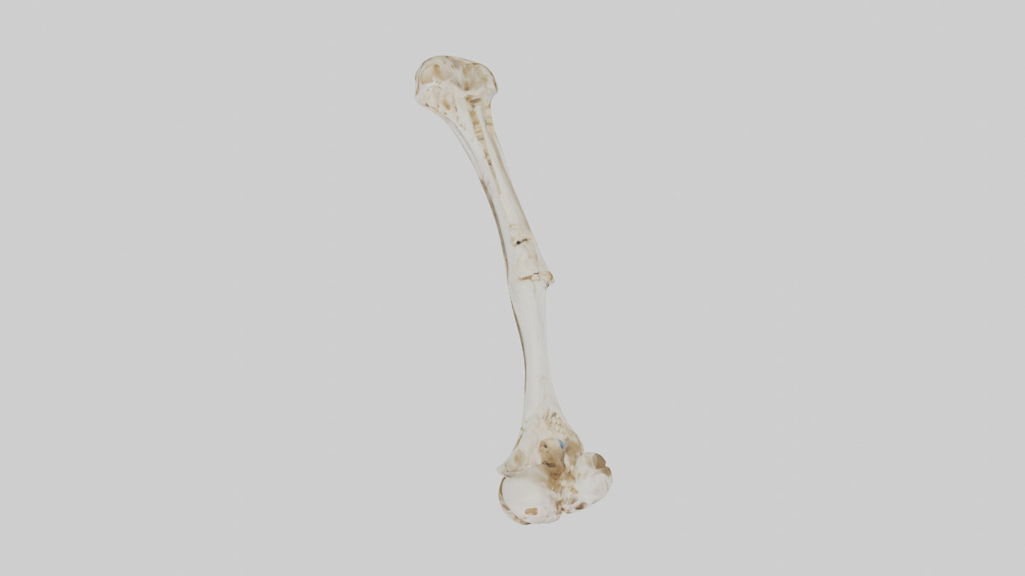 Human Ulna Skeleton model VR / AR / low-poly