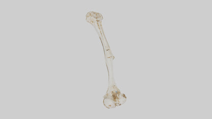 Human Ulna Skeleton model VR / AR / low-poly