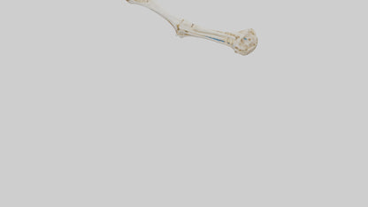 Human Ulna Skeleton model VR / AR / low-poly