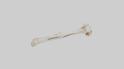 Human Ulna Skeleton model VR / AR / low-poly