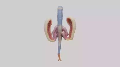 3D model Human Urethra Model VR / AR / low-poly