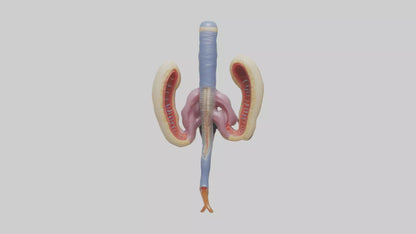 3D model Human Urethra Model VR / AR / low-poly