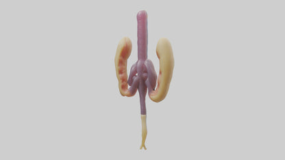 3D model Human Urethra Model VR / AR / low-poly