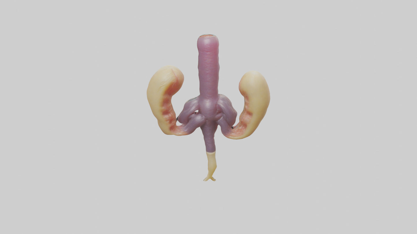 3D model Human Urethra Model VR / AR / low-poly