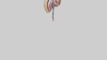 3D model Human Urethra Model VR / AR / low-poly