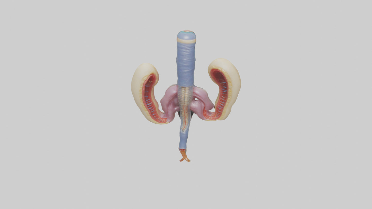 3D model Human Urethra Model VR / AR / low-poly