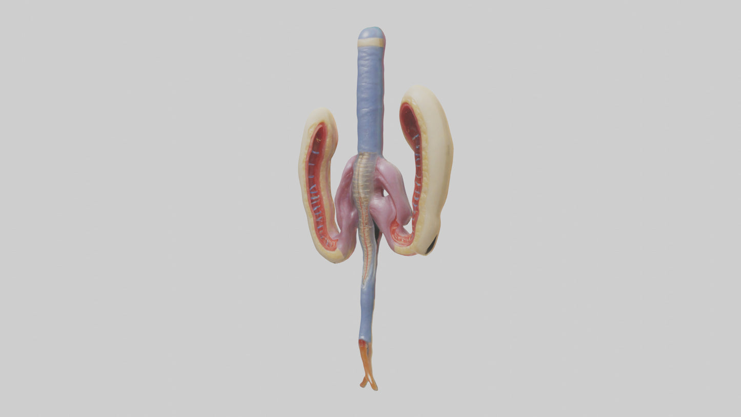 3D model Human Urethra Model VR / AR / low-poly