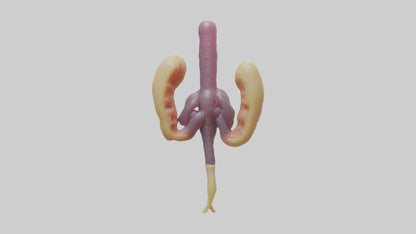 3D model Human Urethra Model VR / AR / low-poly