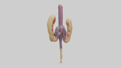3D model Human Urethra Model VR / AR / low-poly