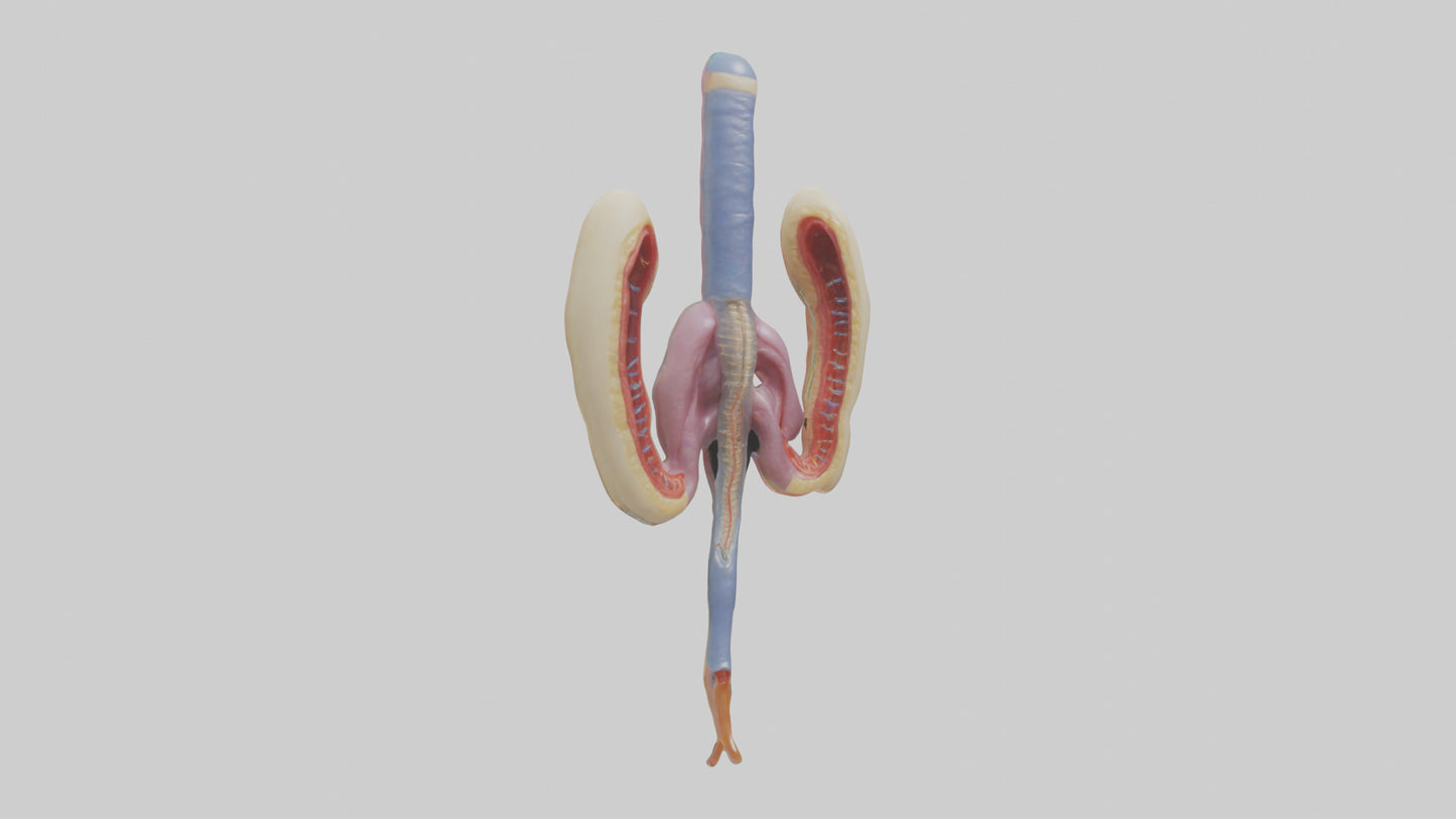 3D model Human Urethra Model VR / AR / low-poly