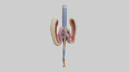 3D model Human Urethra Model VR / AR / low-poly