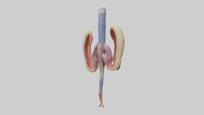 3D model Human Urethra Model VR / AR / low-poly