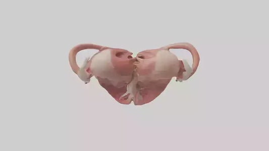 3D model Human Uterus Model 2 VR / AR / low-poly