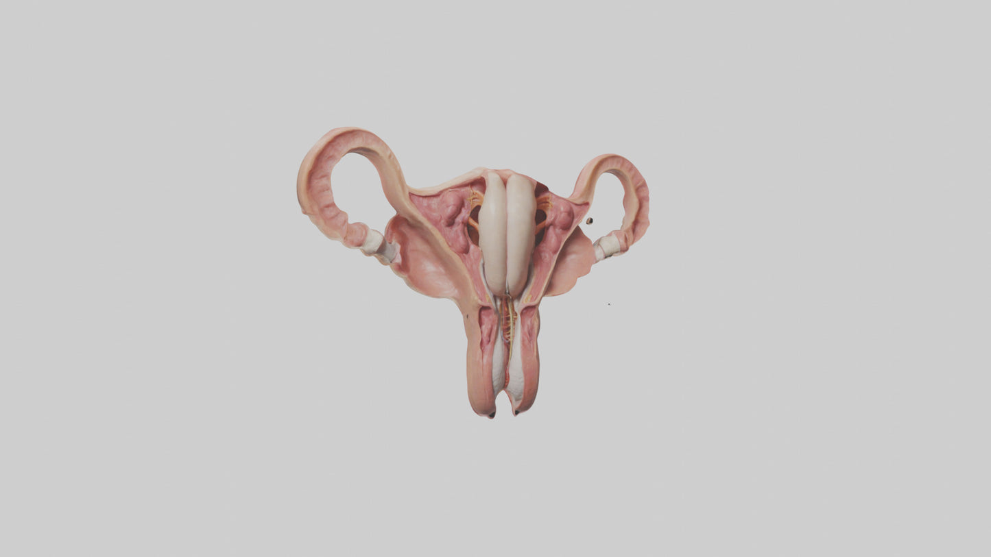 3D model Human Uterus Model VR / AR / low-poly