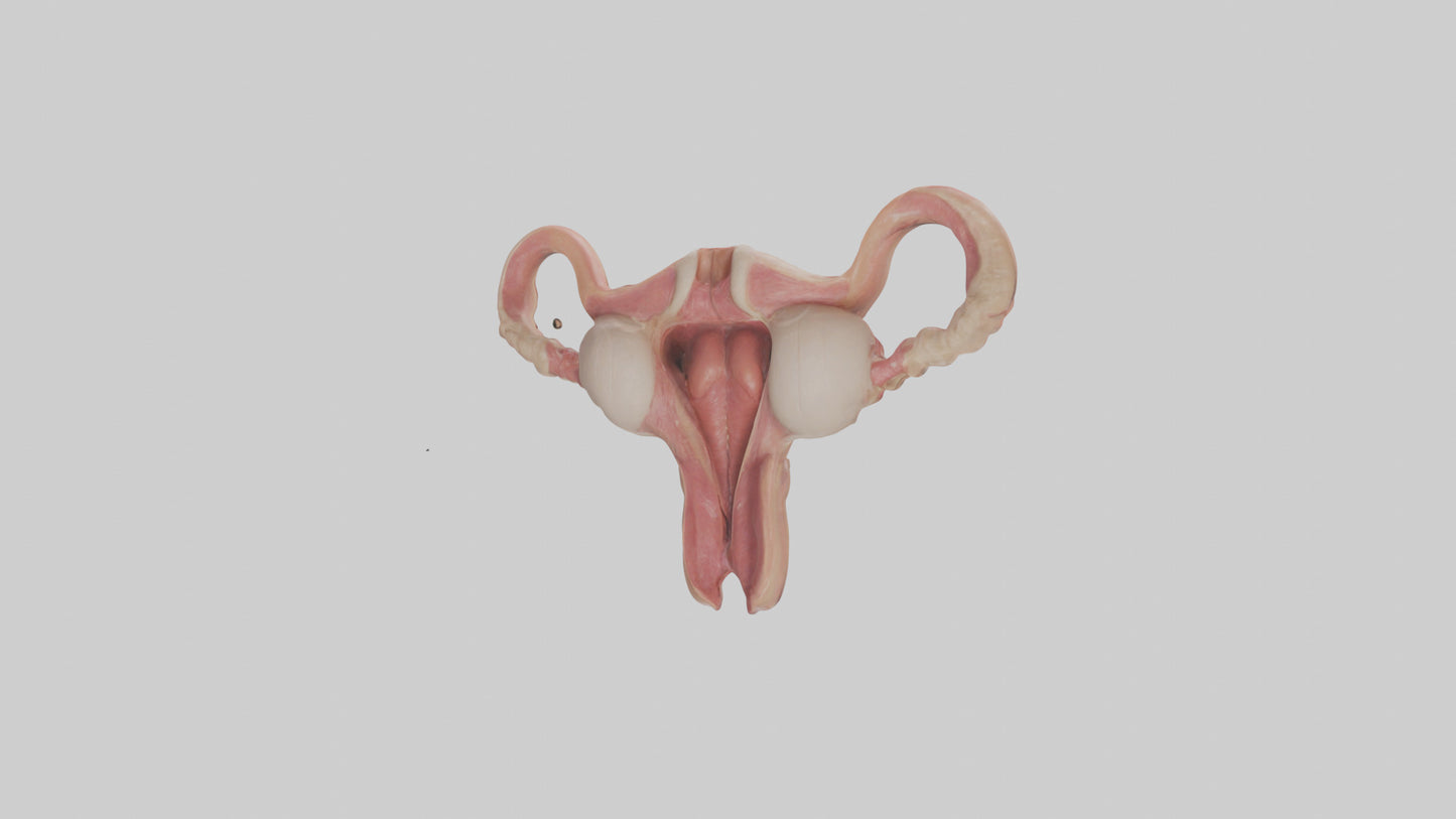 3D model Human Uterus Model VR / AR / low-poly