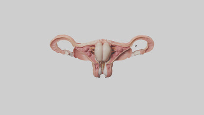 3D model Human Uterus Model VR / AR / low-poly