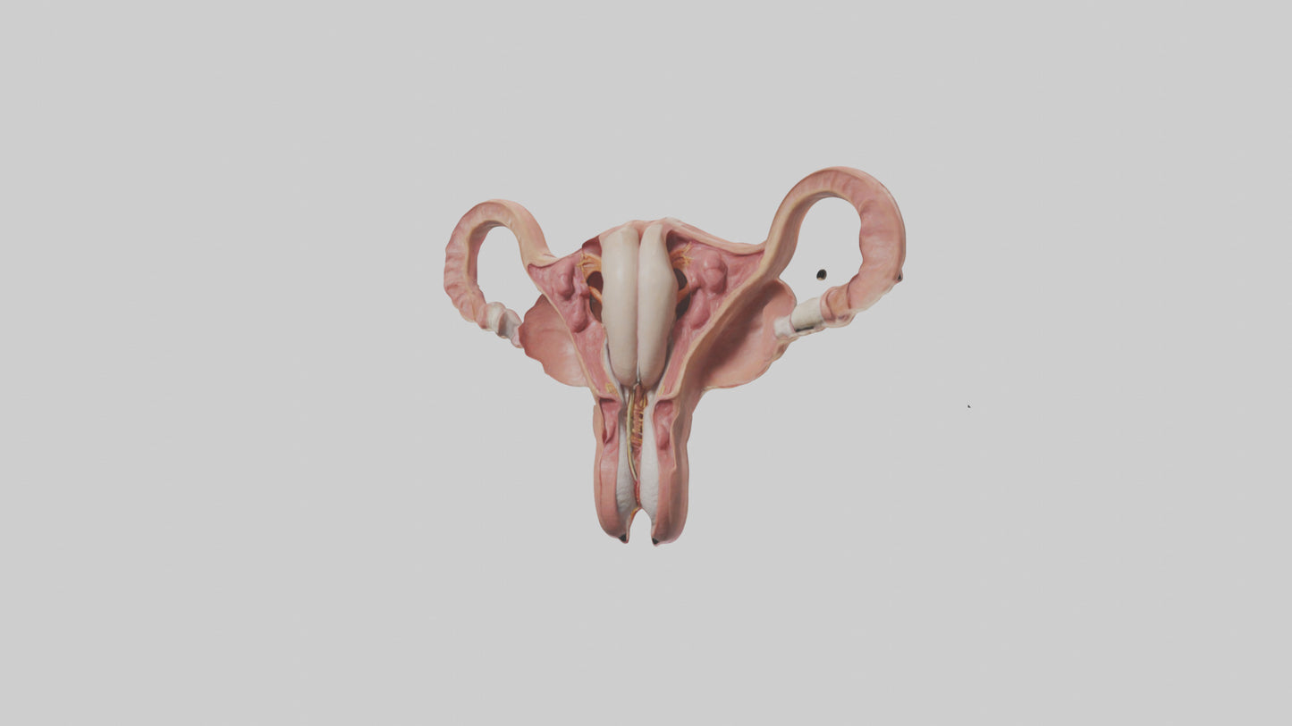 3D model Human Uterus Model VR / AR / low-poly