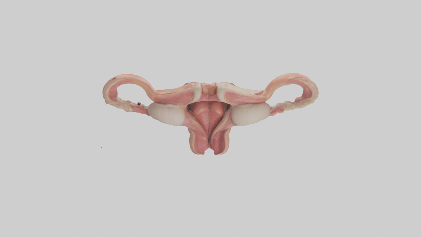 3D model Human Uterus Model VR / AR / low-poly