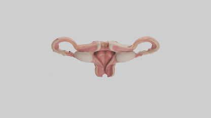 3D model Human Uterus Model VR / AR / low-poly