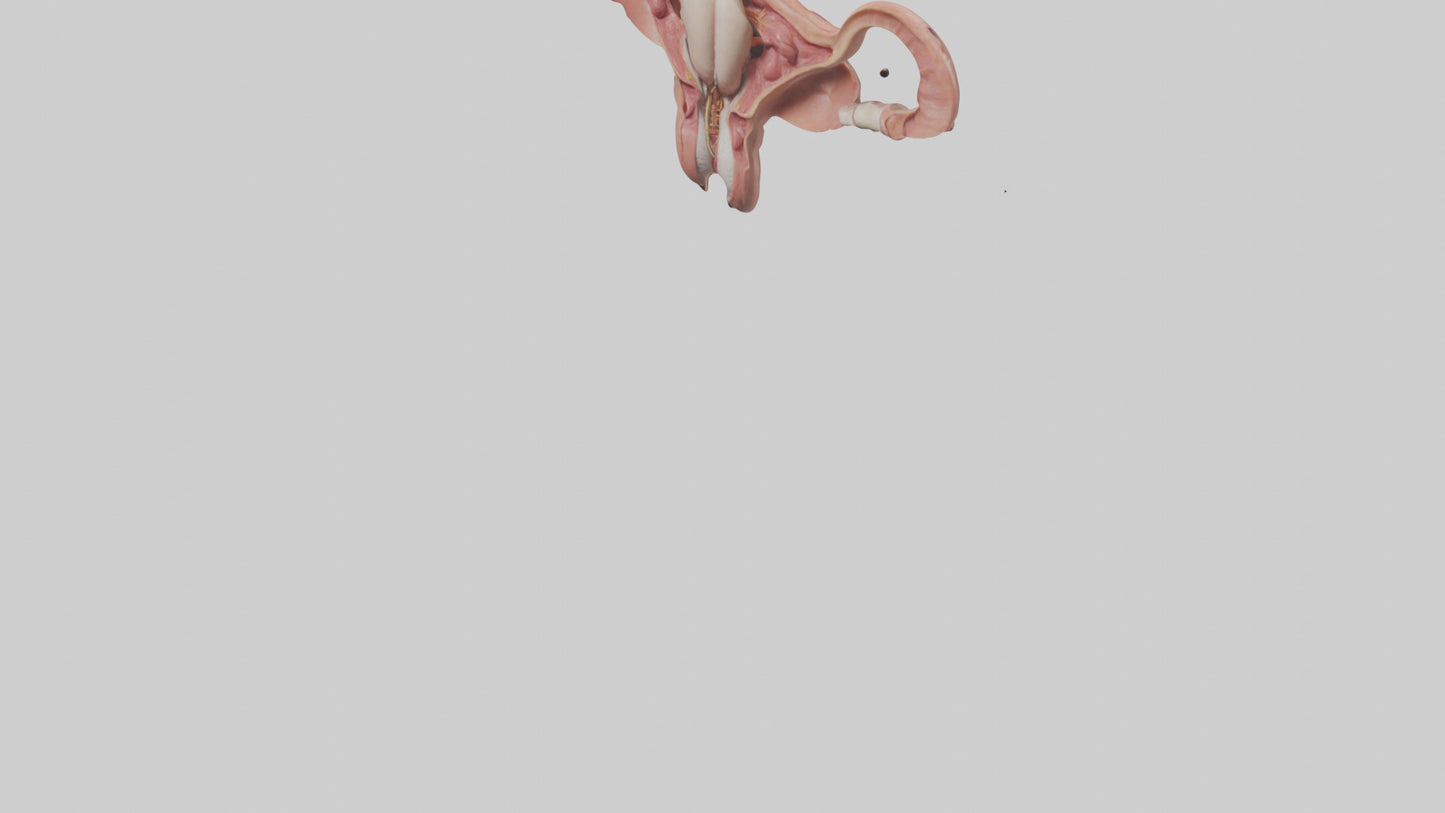 3D model Human Uterus Model VR / AR / low-poly